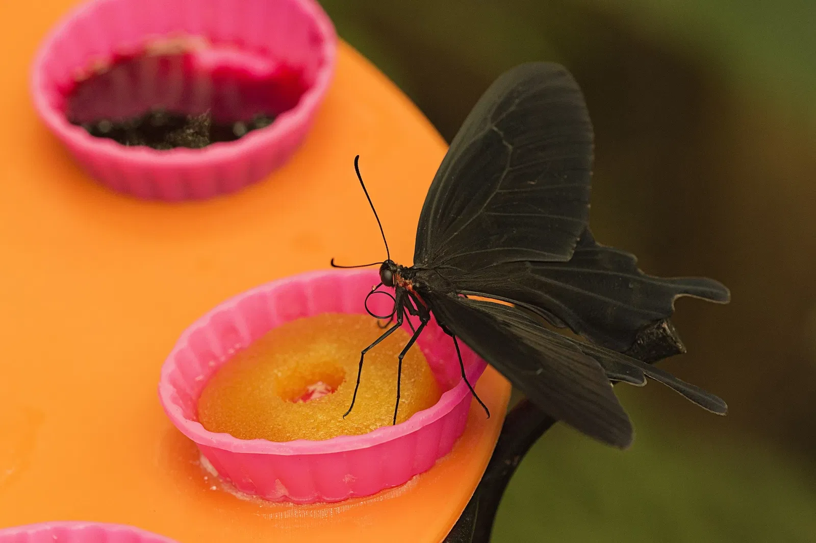 Butterfly Park of Benalmadena