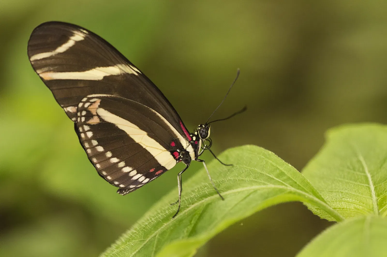 Mariposario de Benalmádena