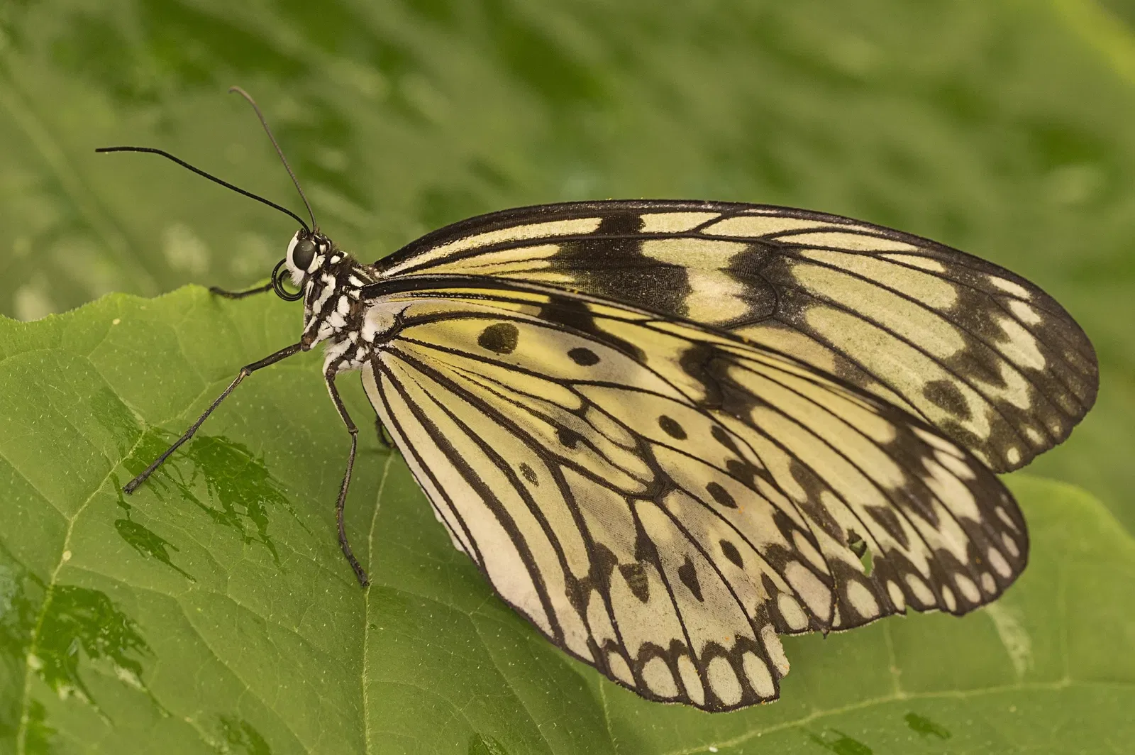 Butterfly Park of Benalmadena