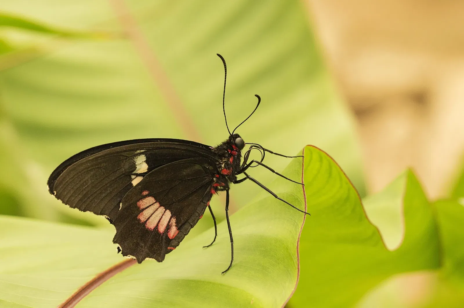 Mariposario de Benalmádena