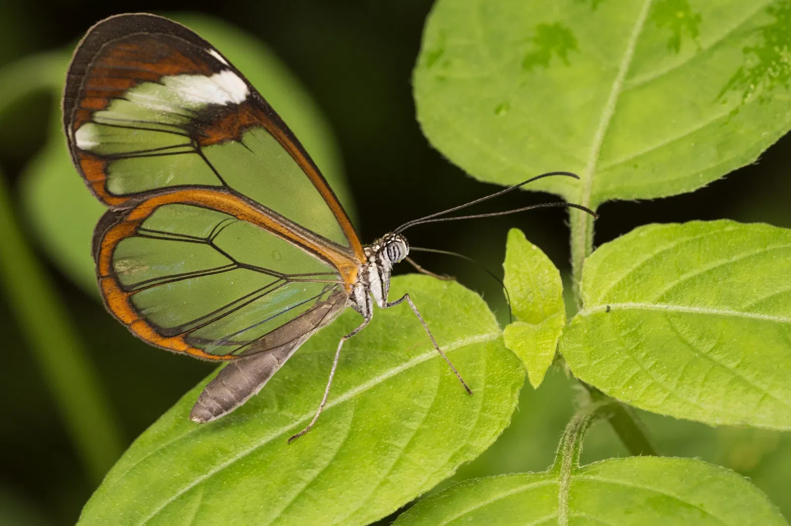 Butterfly Park of Benalmadena