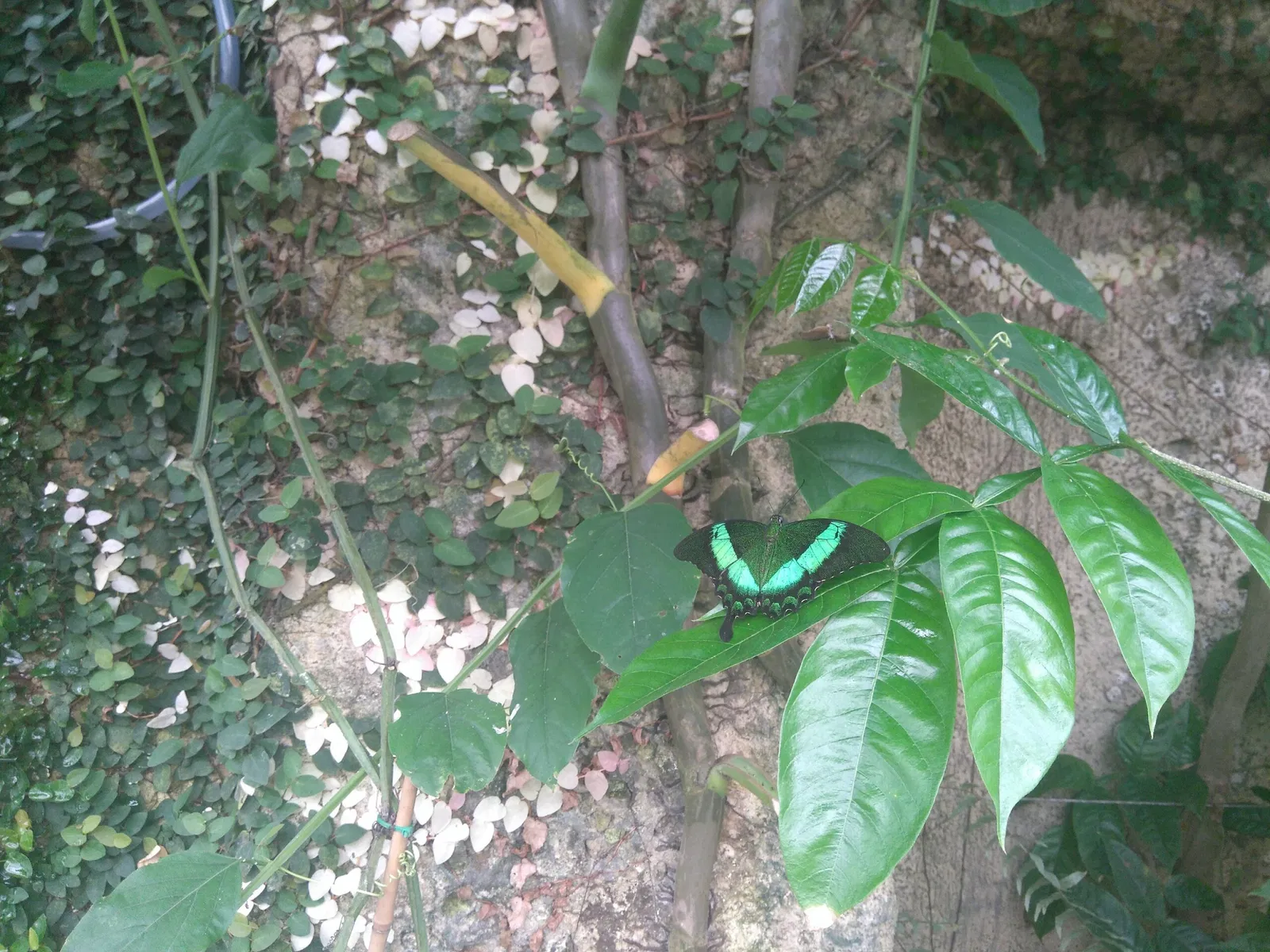 Mariposario de Benalmádena