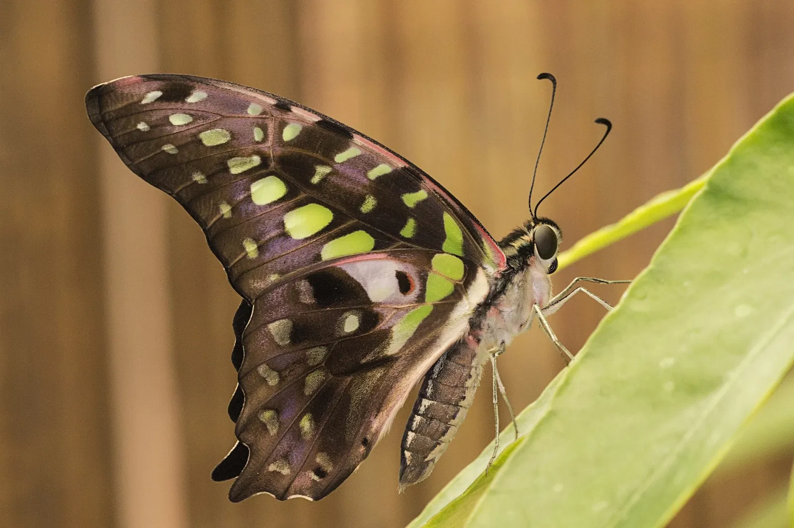 Butterfly Park of Benalmadena