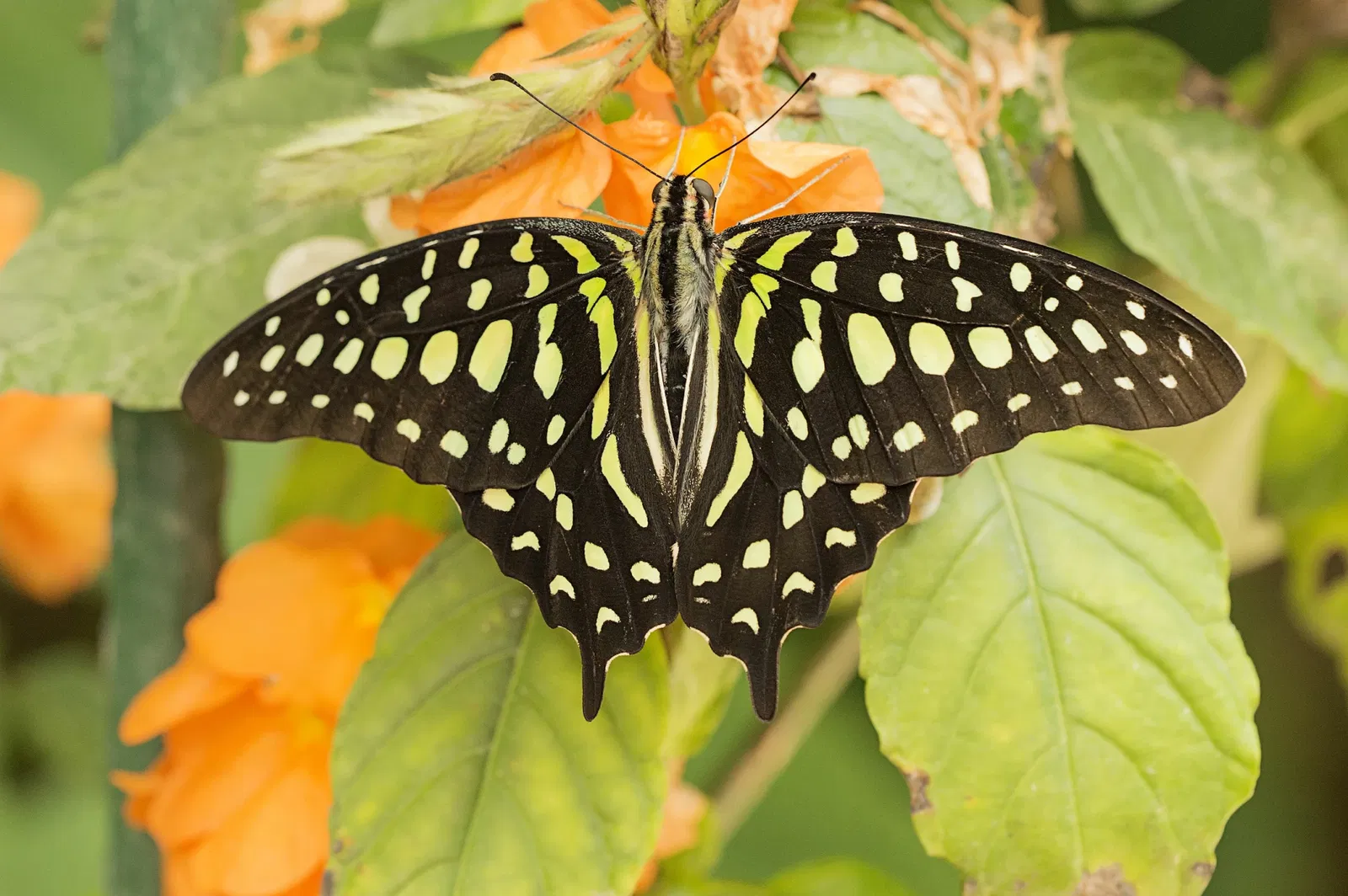 Butterfly Park of Benalmadena