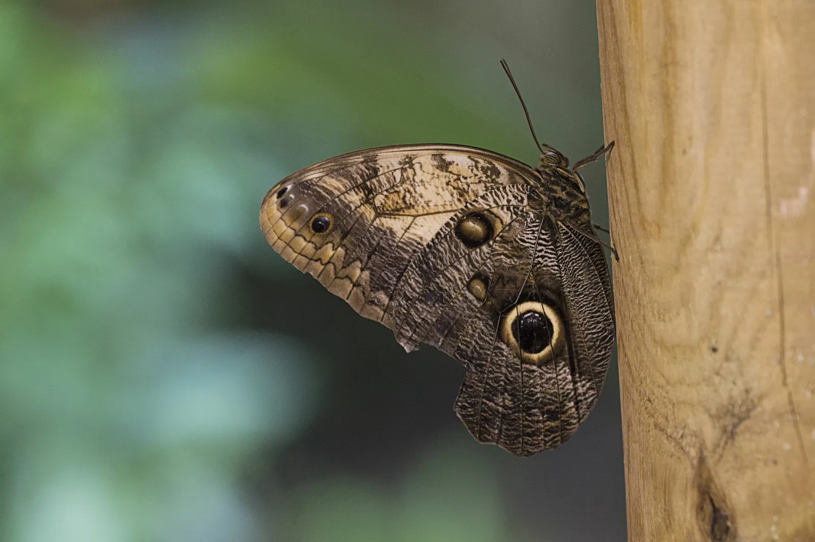Butterfly Park of Benalmadena