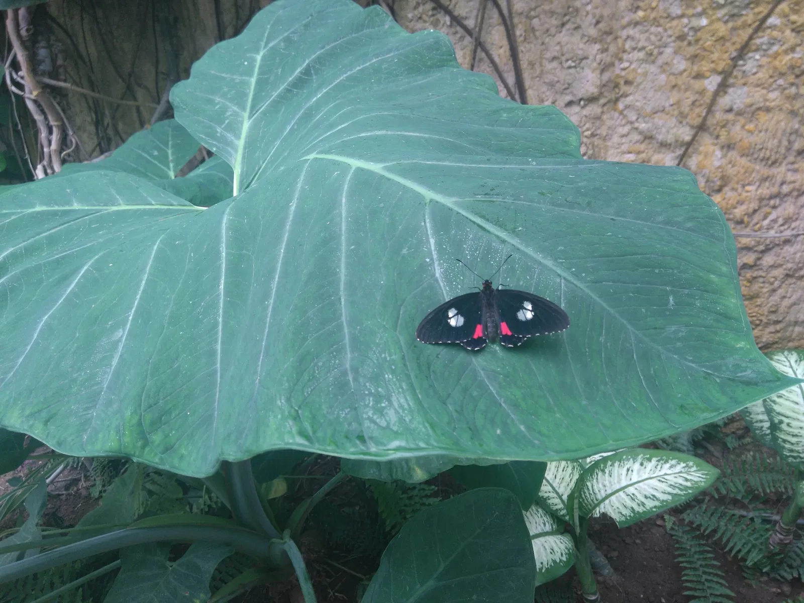Butterfly Park of Benalmadena