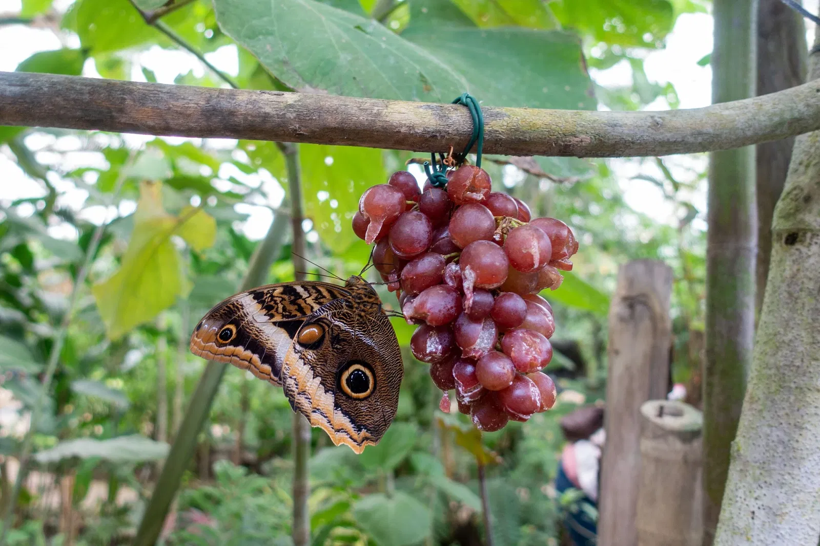 Mariposario de Benalmádena