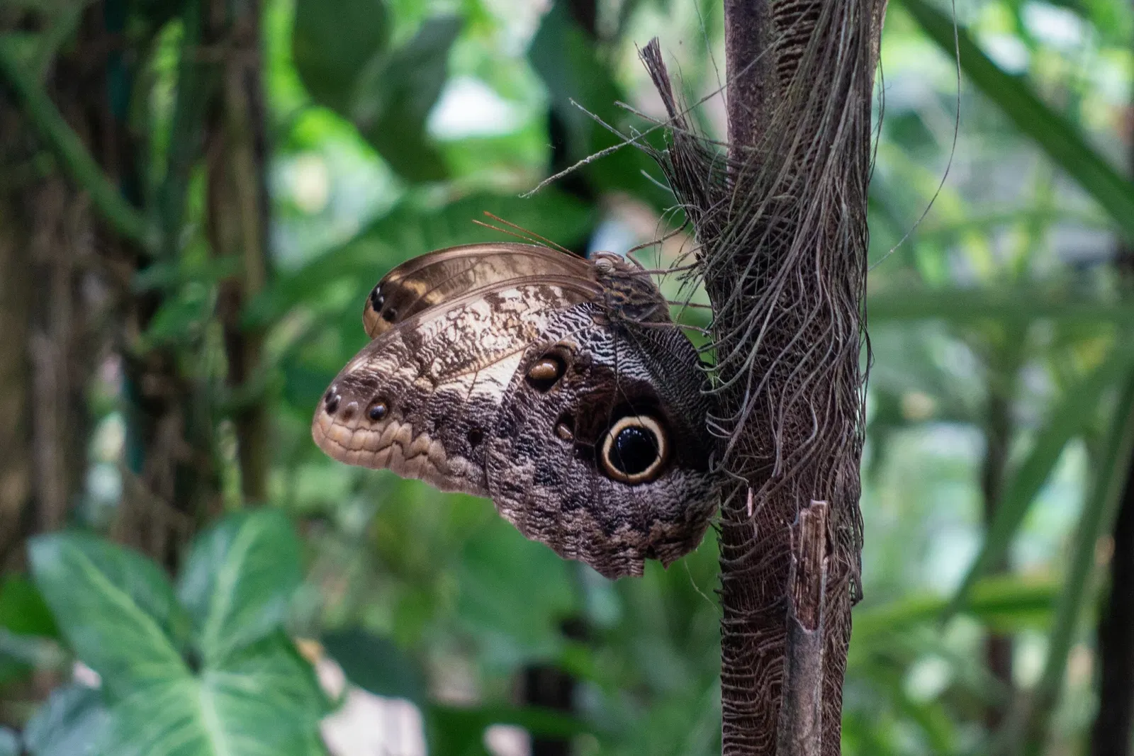 Mariposario de Benalmádena