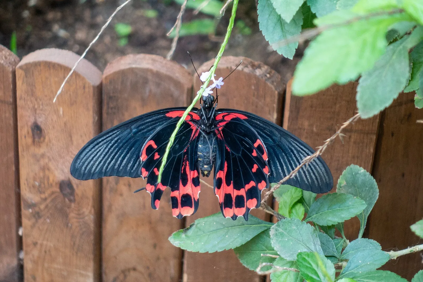 Mariposario de Benalmádena