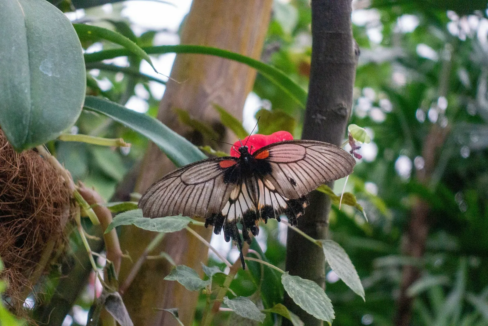 Butterfly Park of Benalmadena