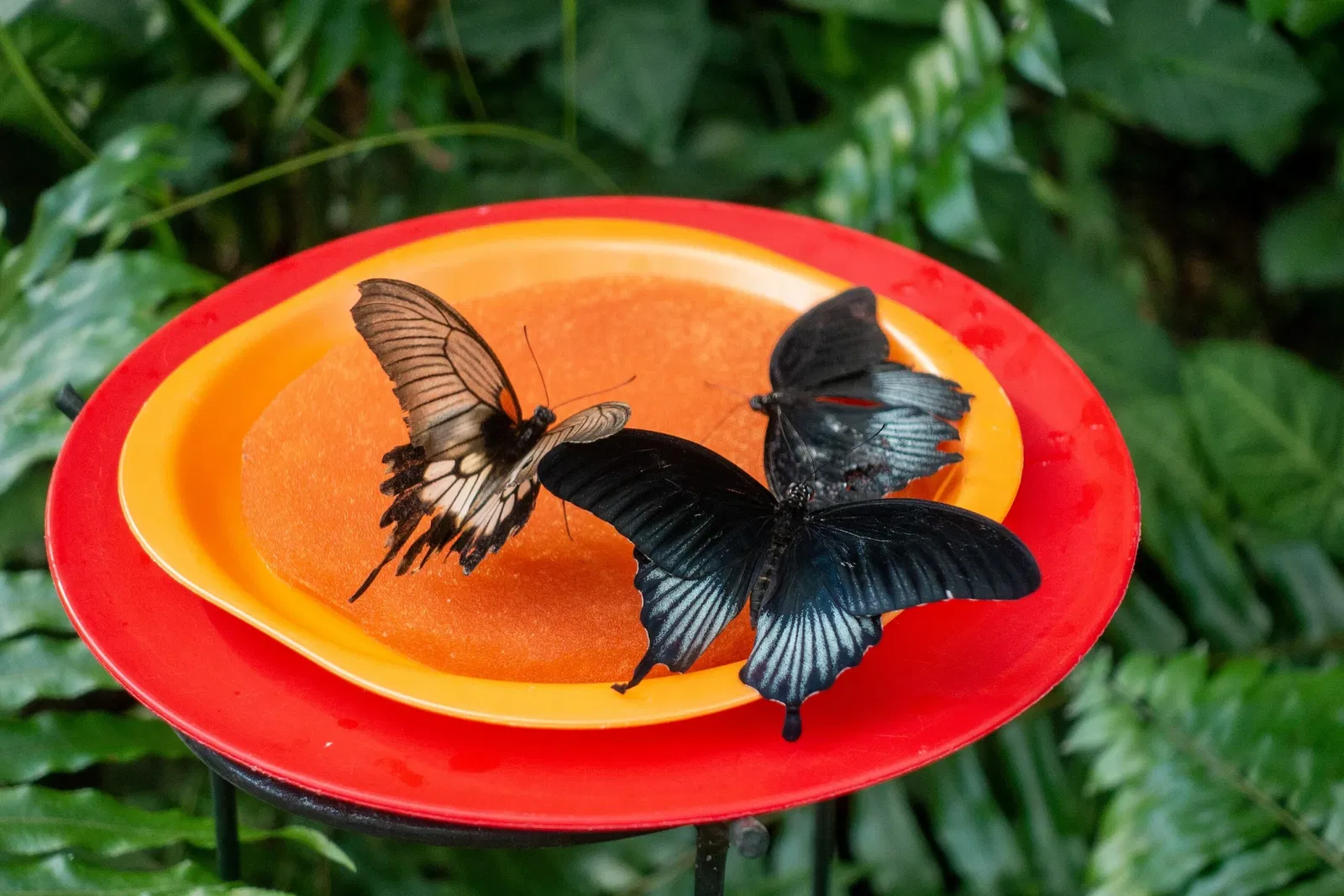 Butterfly Park of Benalmadena