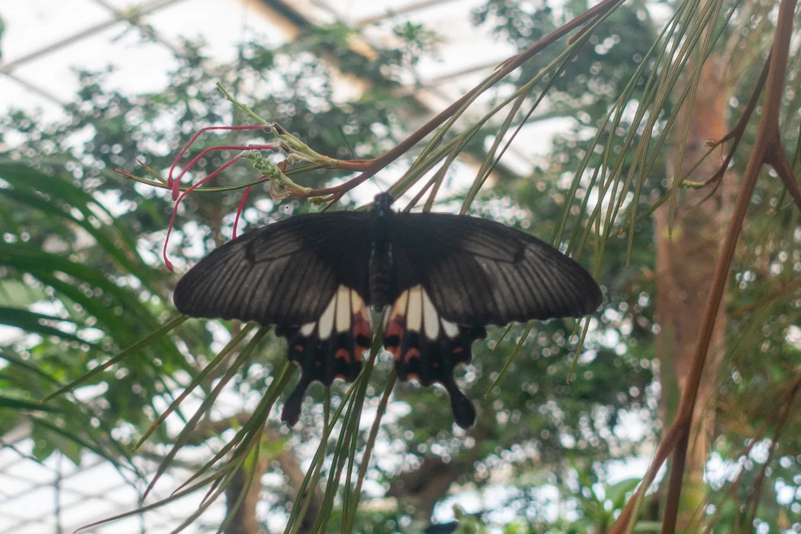 Mariposario de Benalmádena
