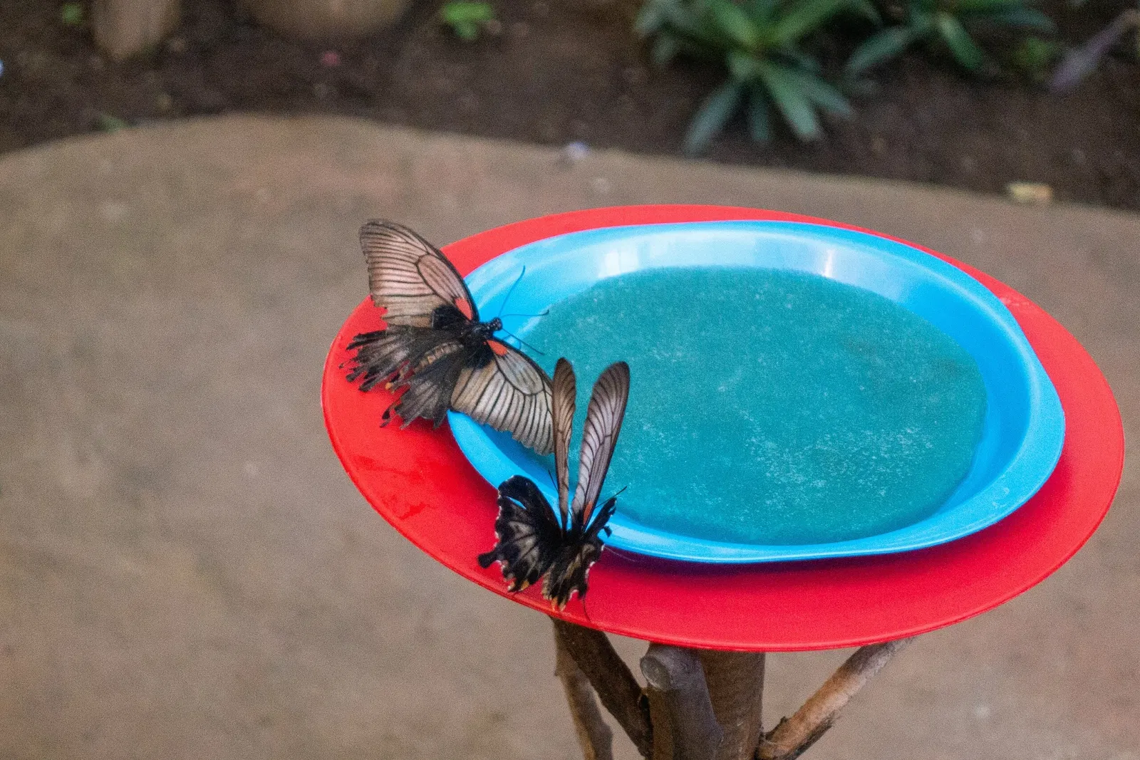 Butterfly Park of Benalmadena