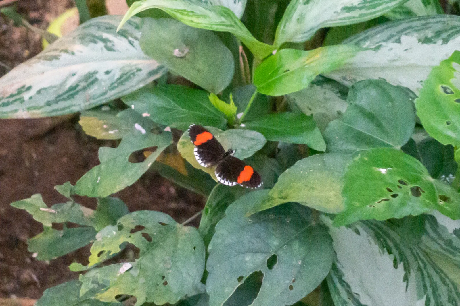 Mariposario de Benalmádena
