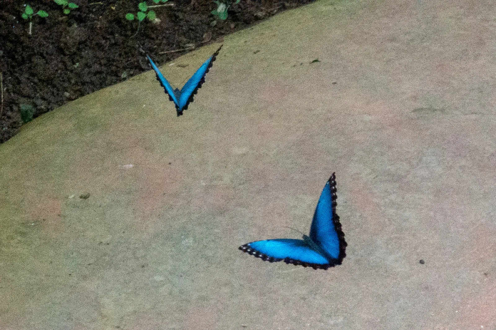 Butterfly Park of Benalmadena