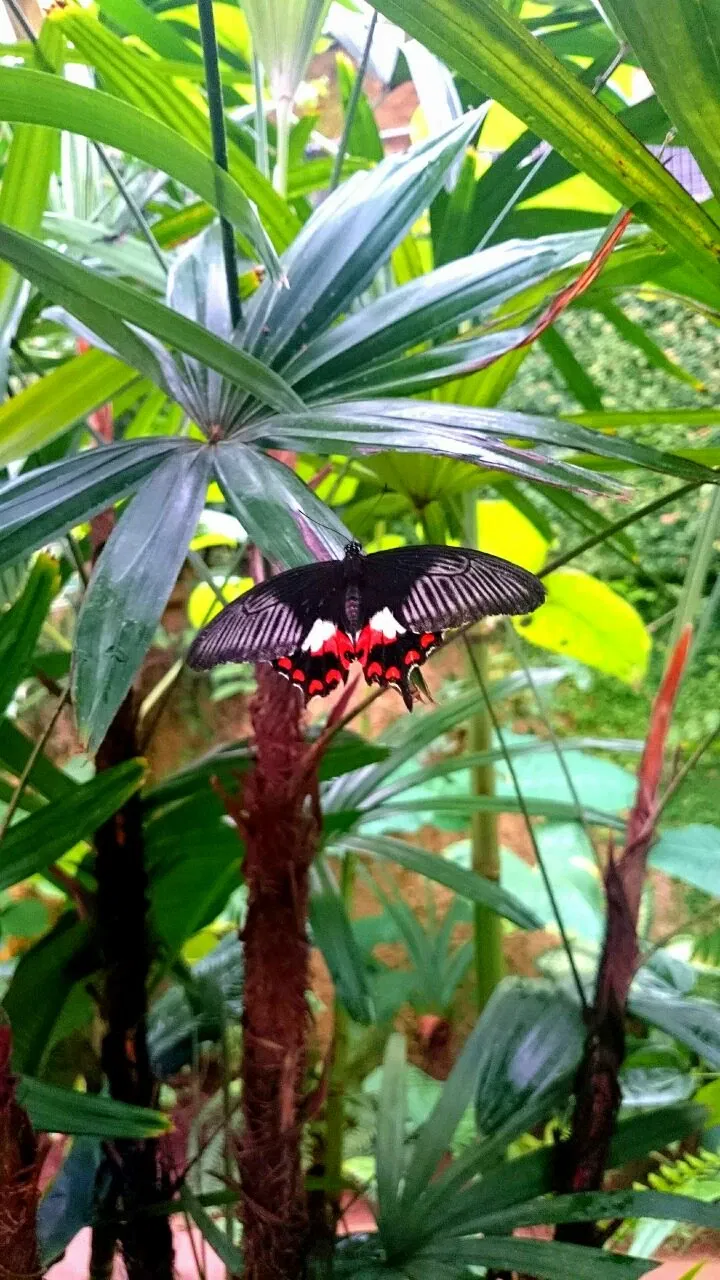 Mariposario de Benalmádena