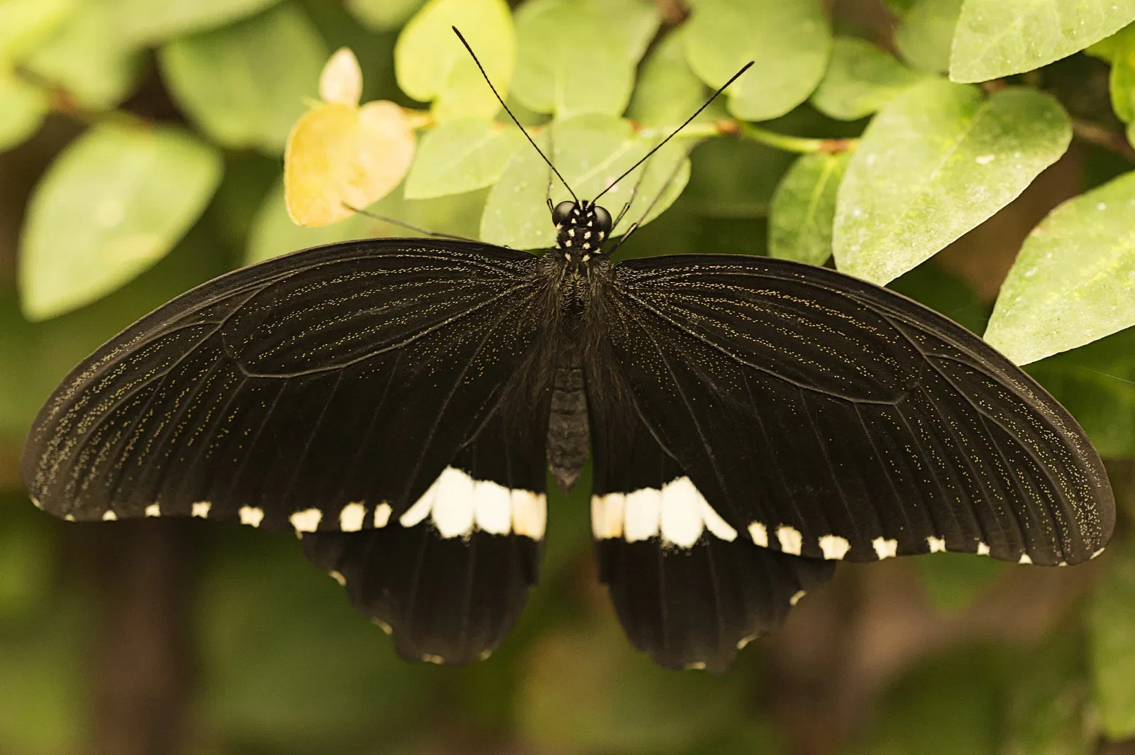 Mariposario de Benalmádena