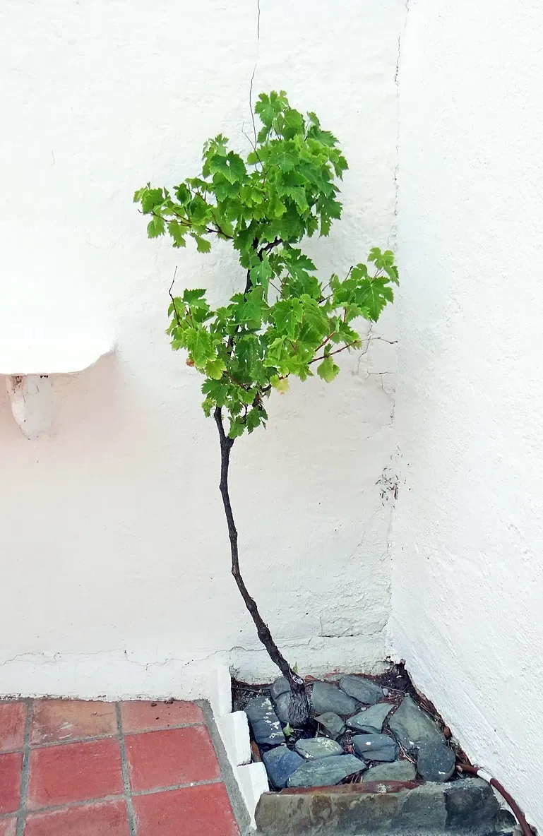 Casa-Museo Salvador Dalí