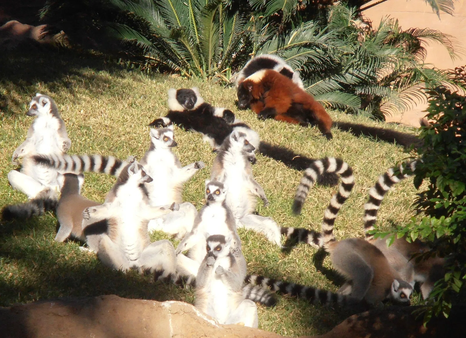 Bioparc Fuengirola