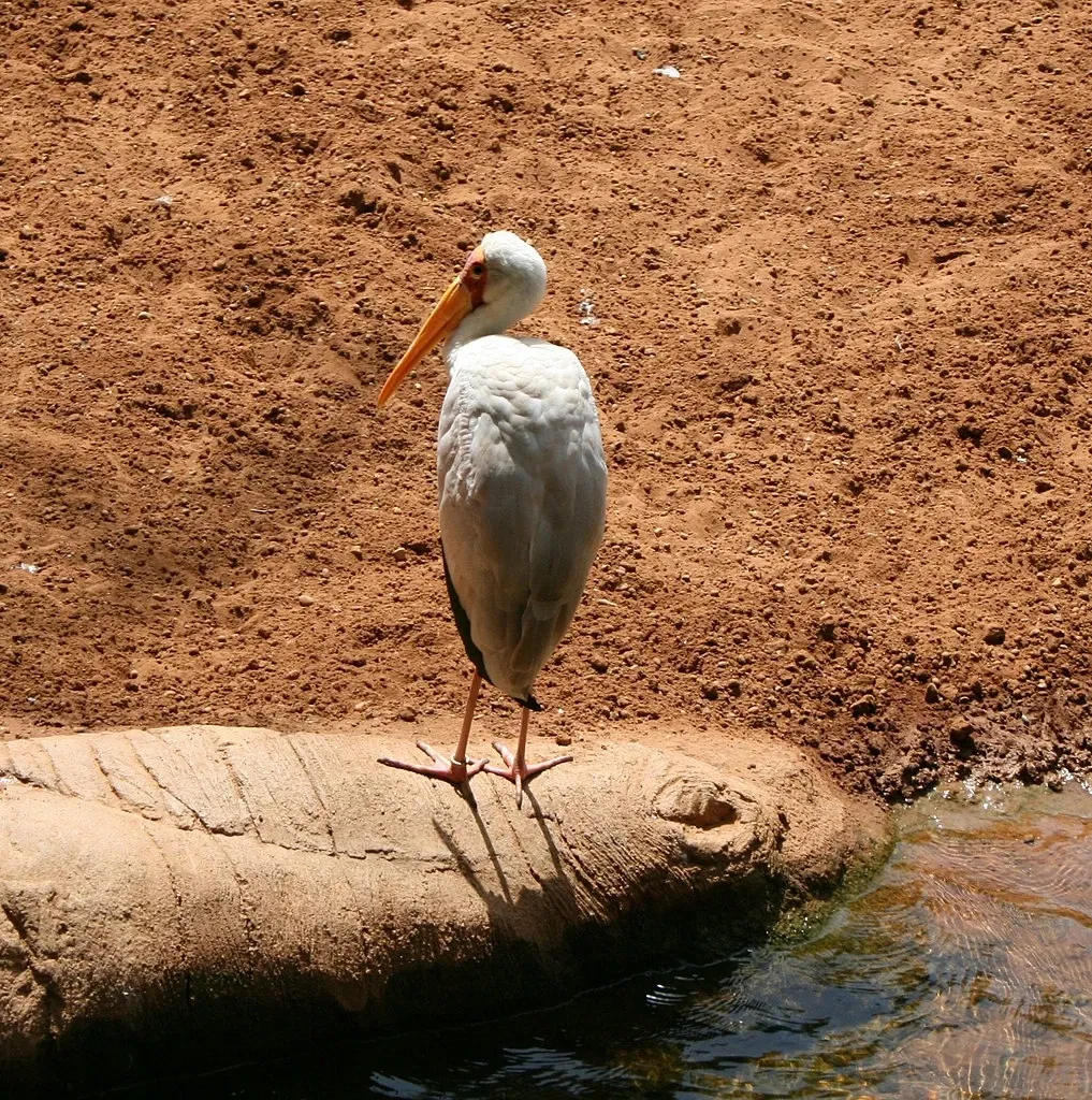 Bioparc Fuengirola