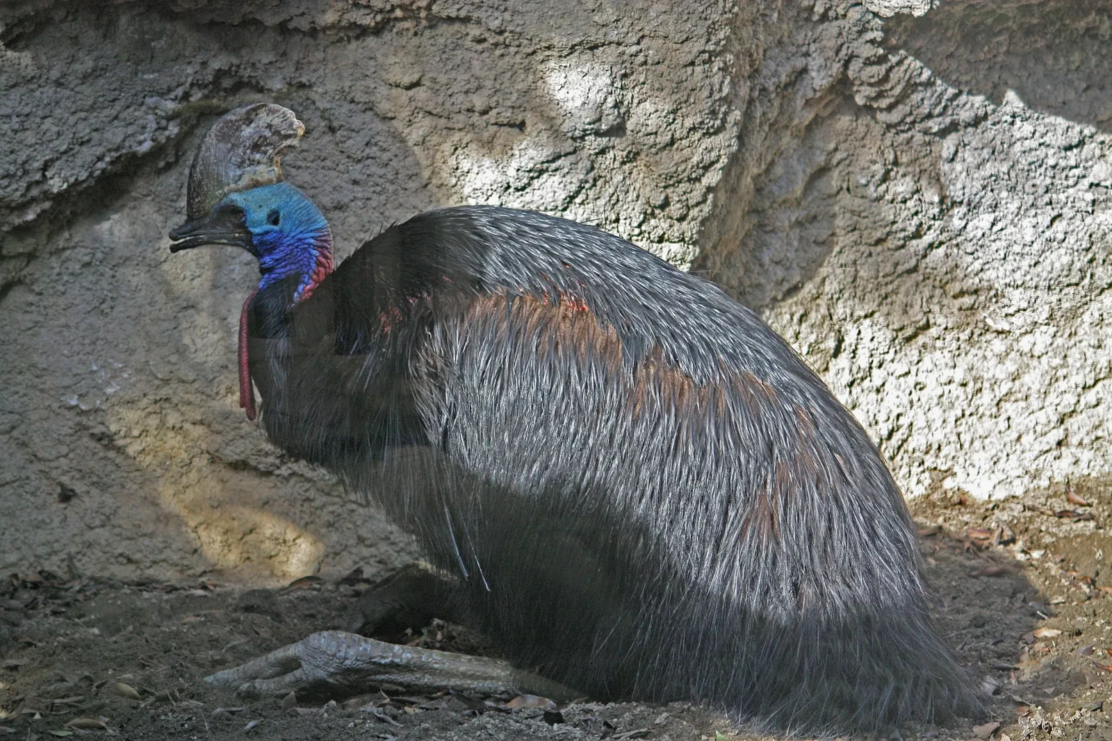 Bioparc Fuengirola