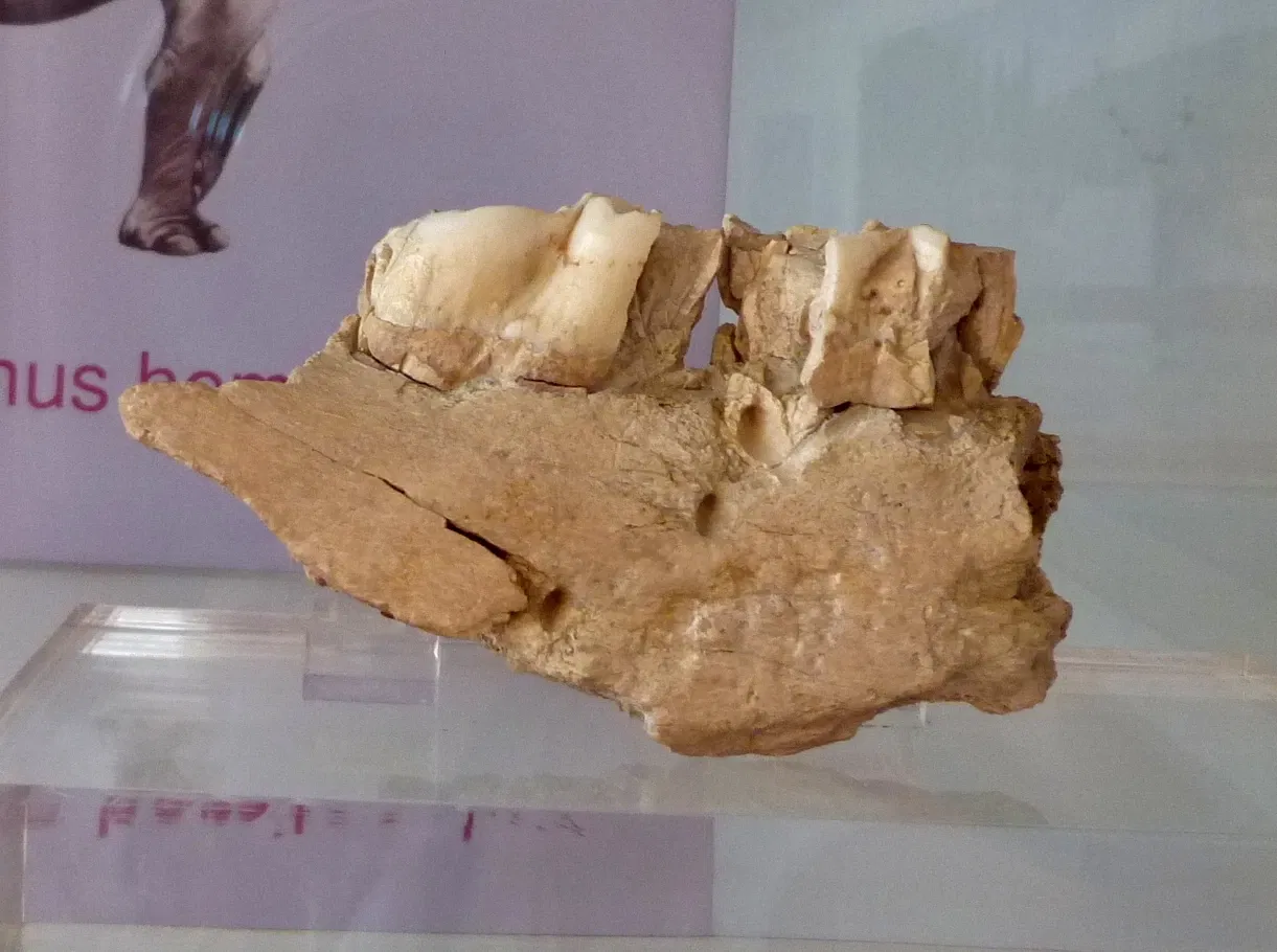 Torralba und Ambrona