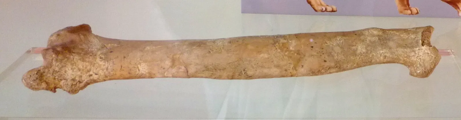 Torralba and Ambrona (archaeological site)