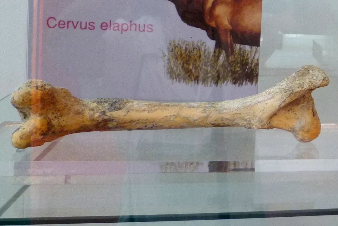 Torralba and Ambrona (archaeological site)