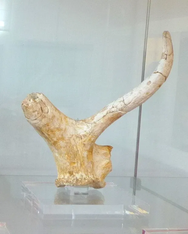 Torralba and Ambrona (archaeological site)