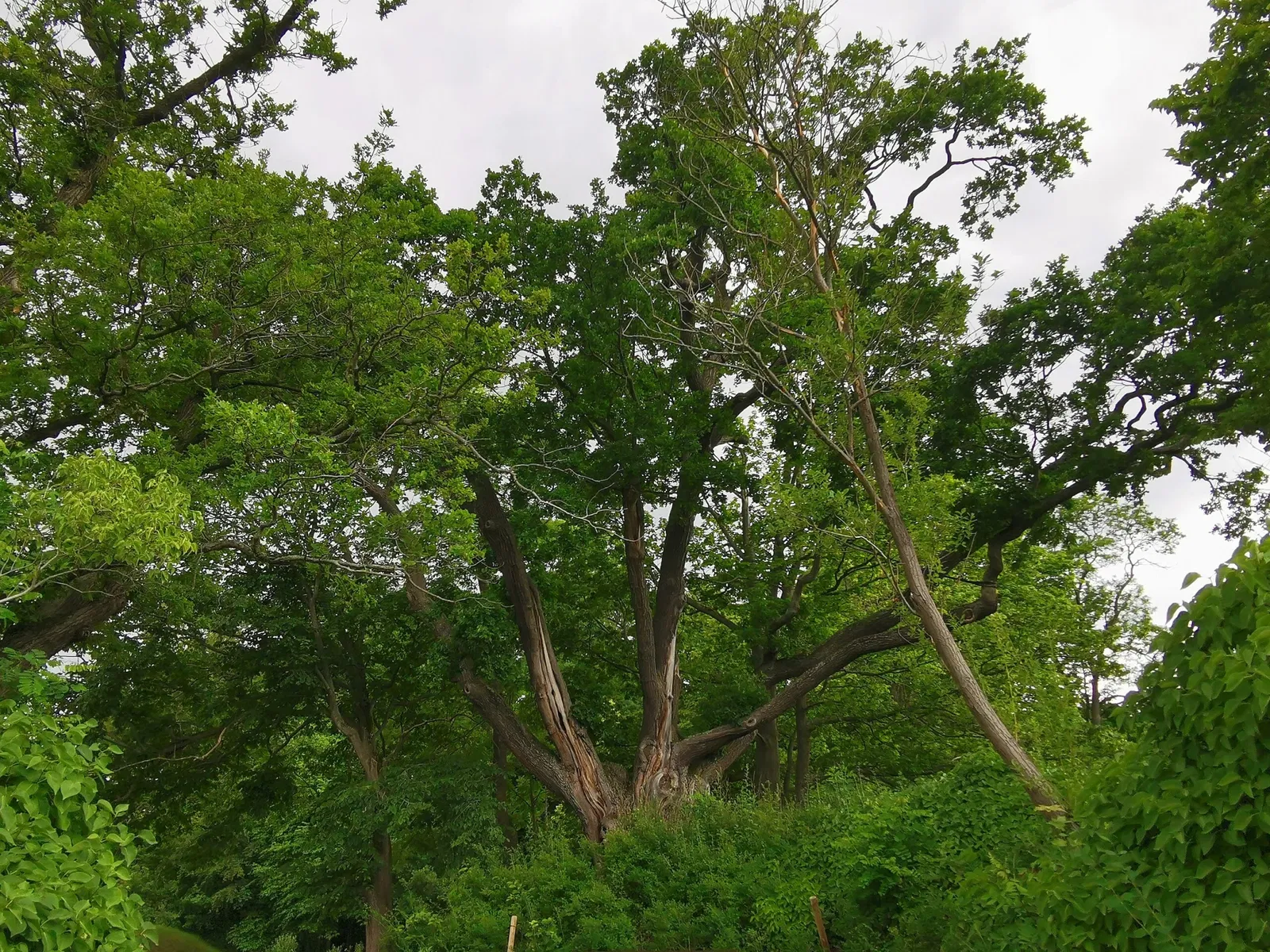 Fortaleza de Königstein