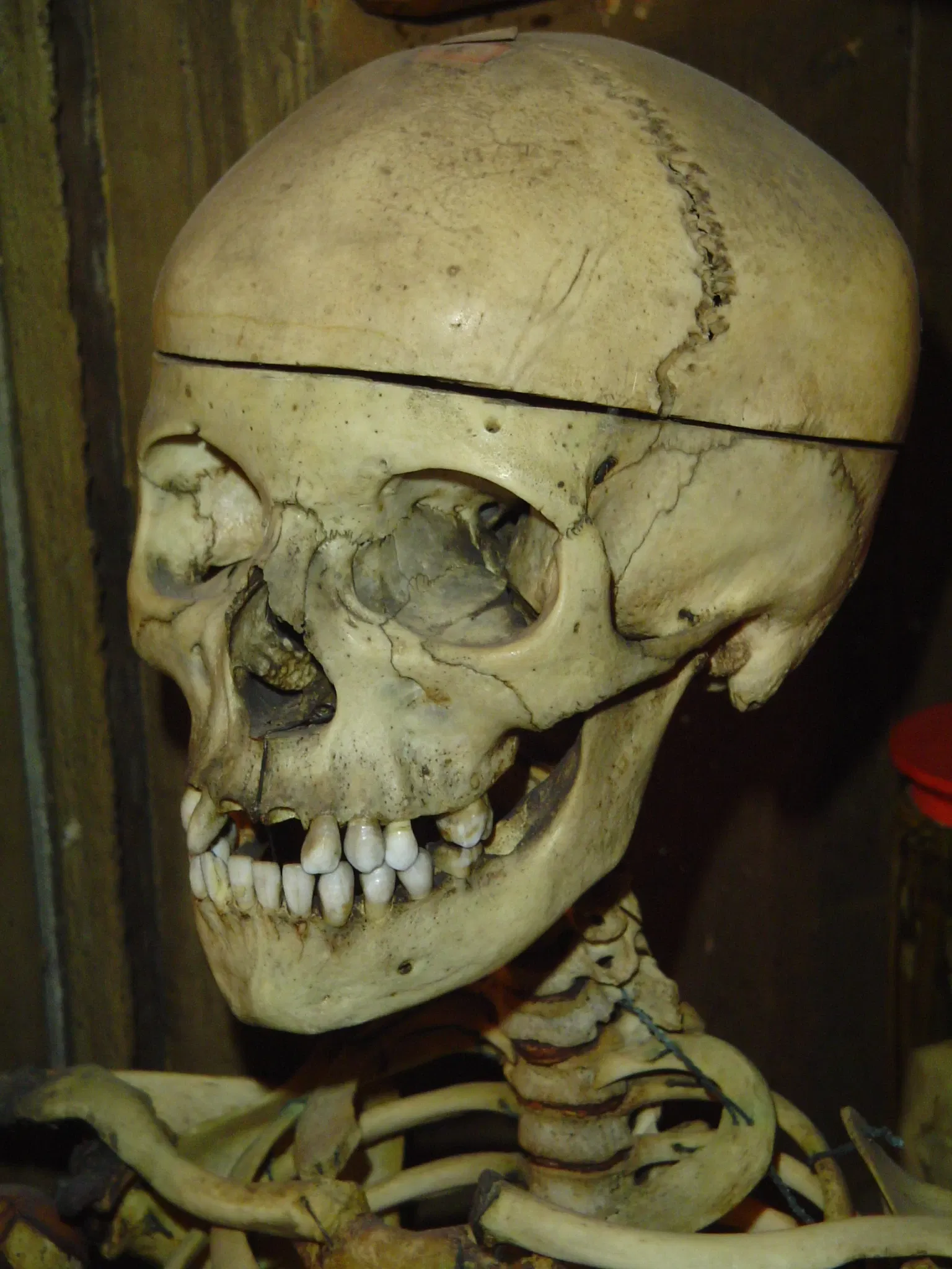 Museum - Natural History Collection Waldenburg