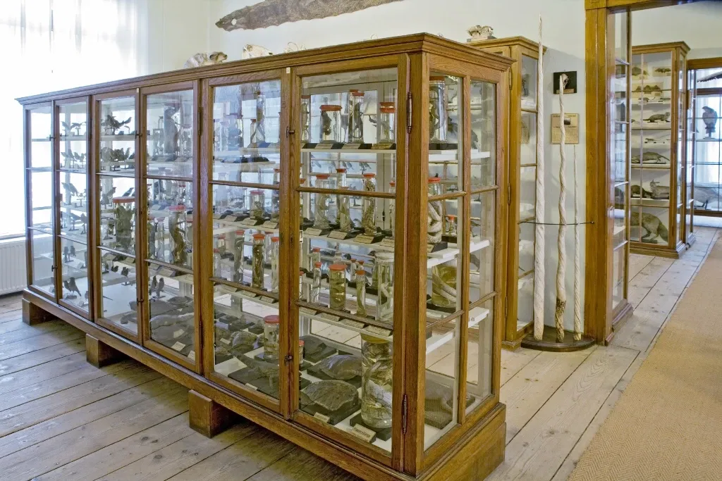 Museum - Natural History Collection Waldenburg