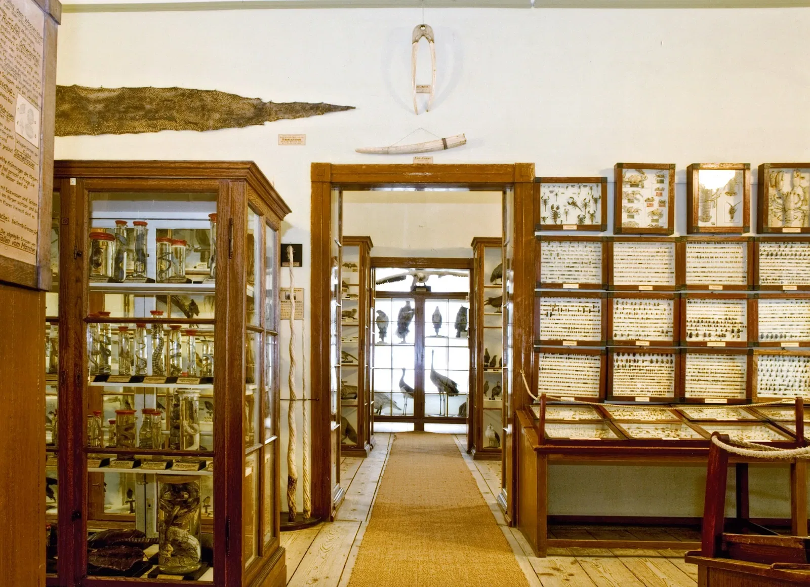 Museum - Natural History Collection Waldenburg