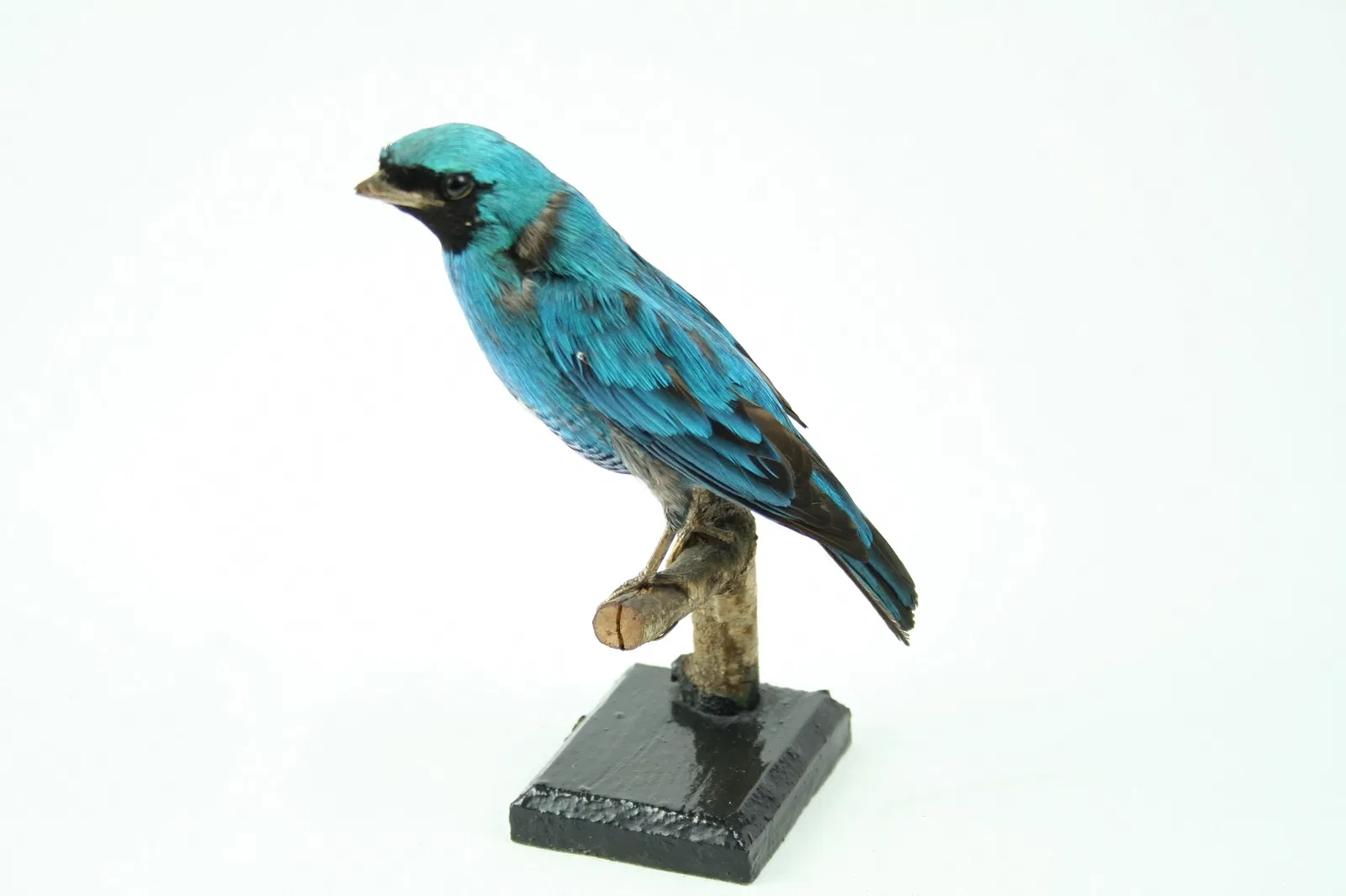 Museum - Natural History Collection Waldenburg