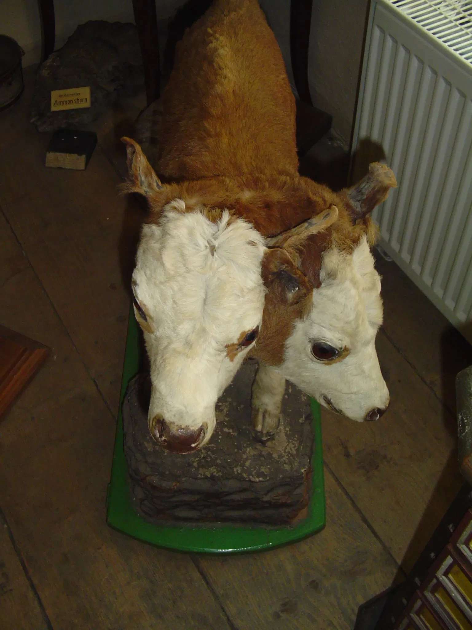 Museum – Naturalienkabinett Waldenburg