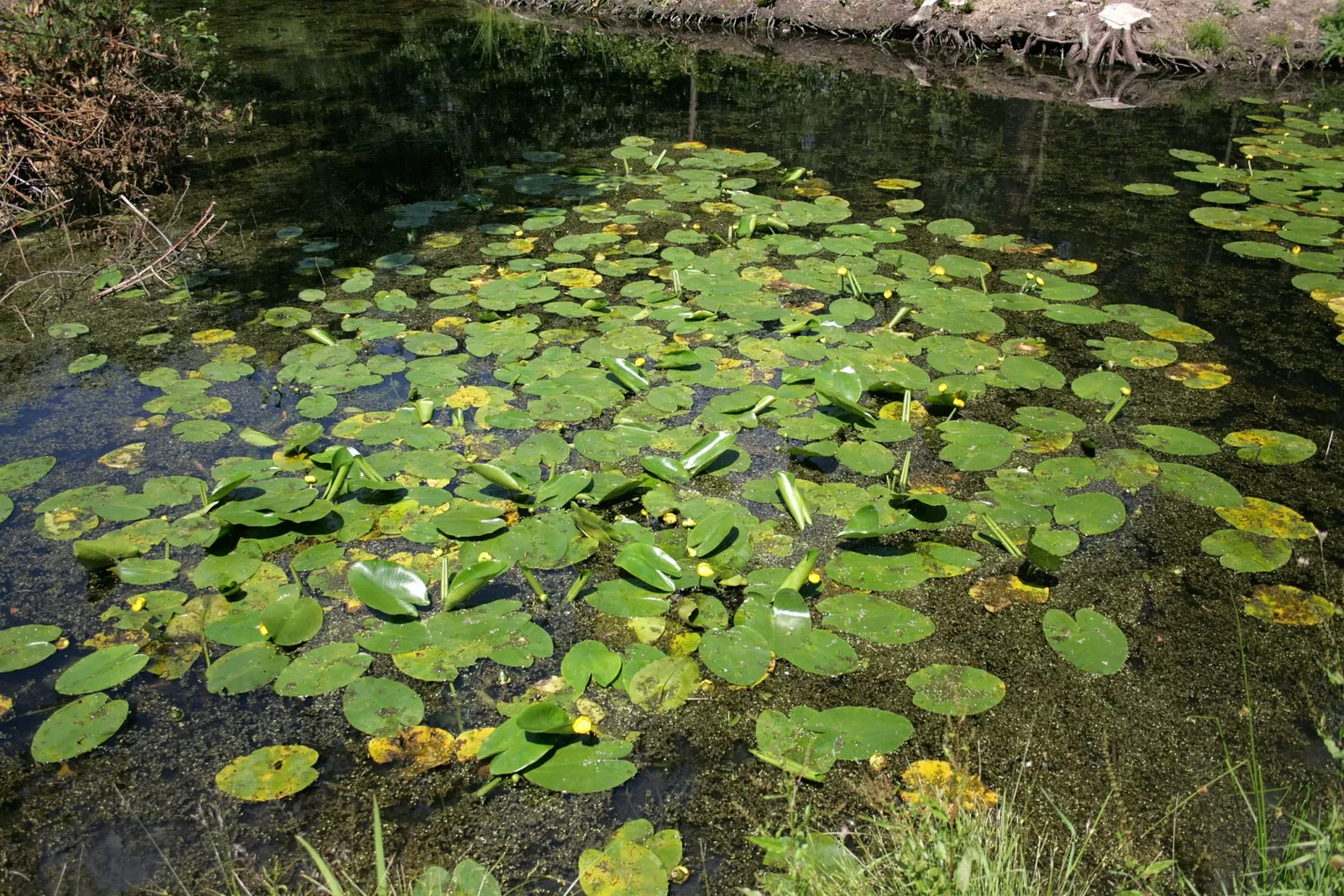 Biotopwildpark Anholter Schweiz