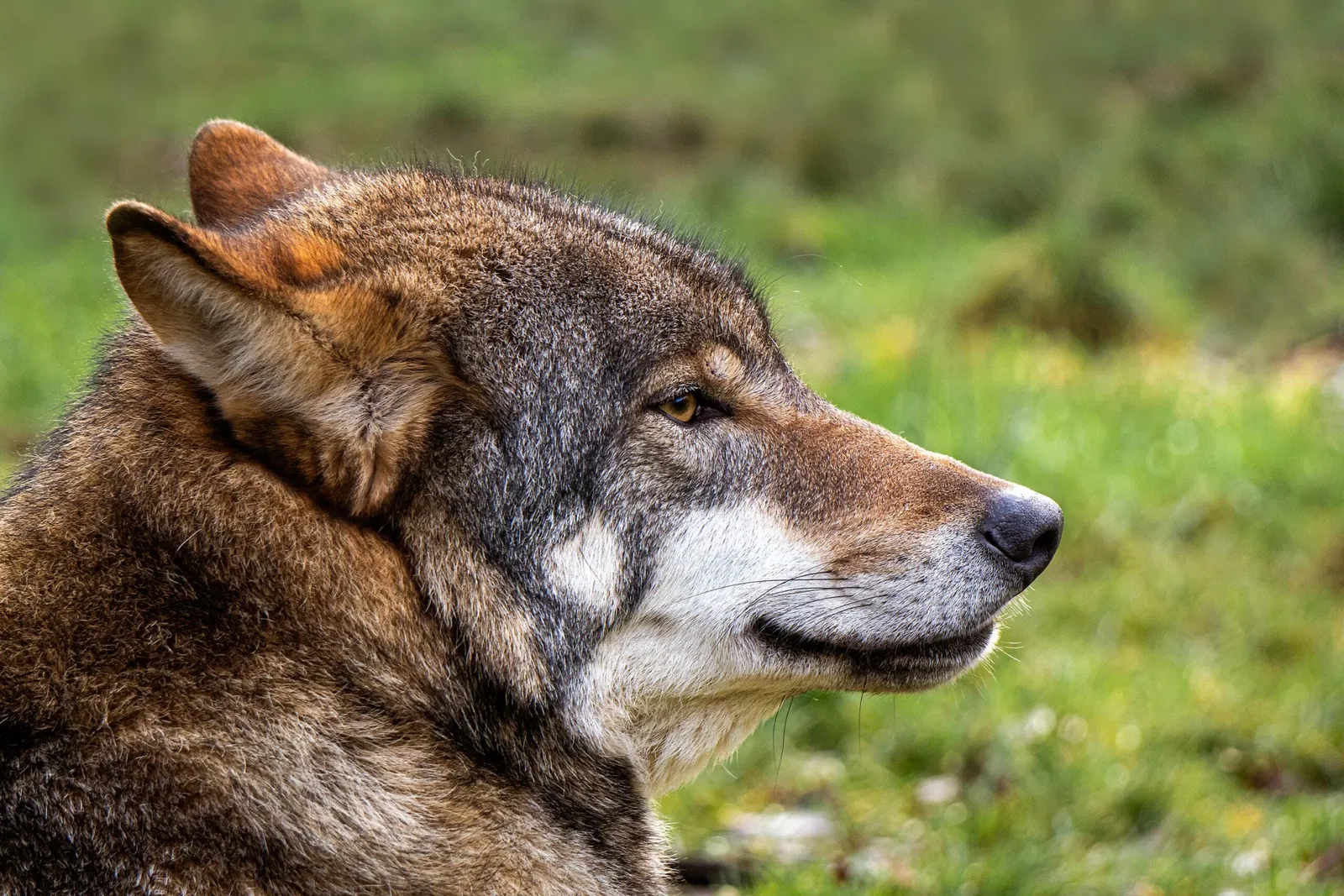 Biotopwildpark Anholter Schweiz