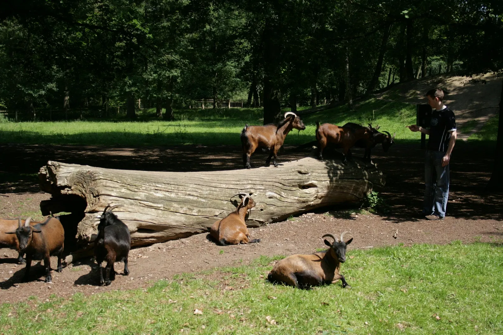 Biotopwildpark Anholter Schweiz