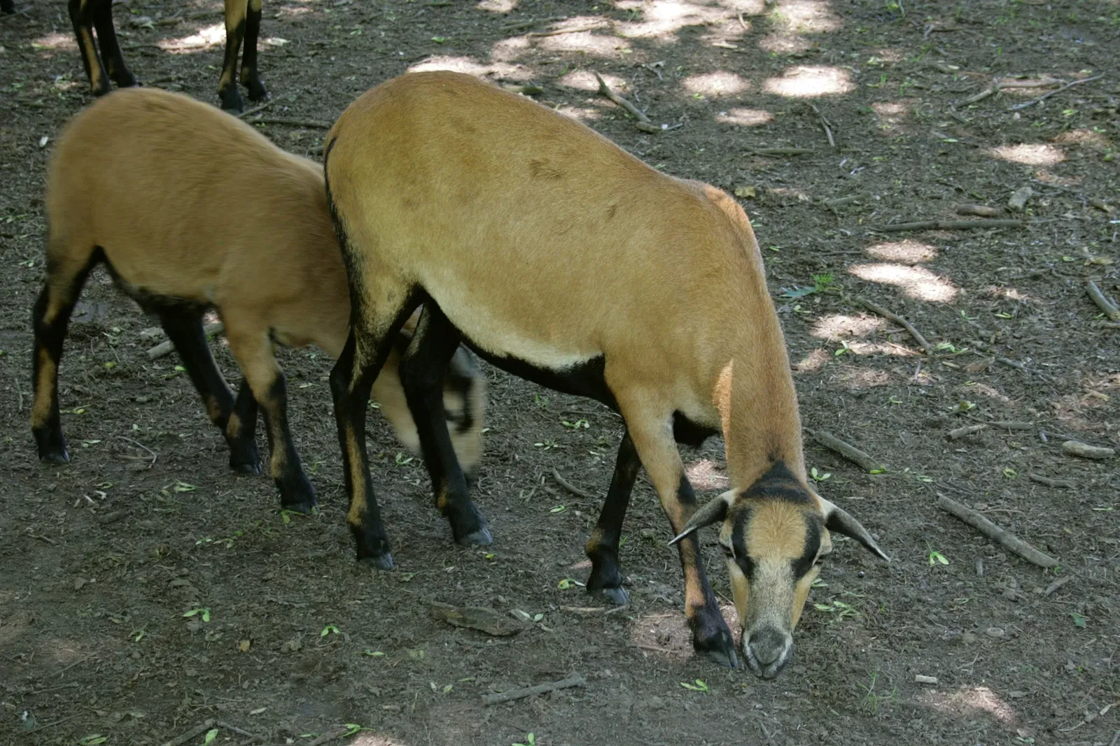 Biotopwildpark Anholter Schweiz