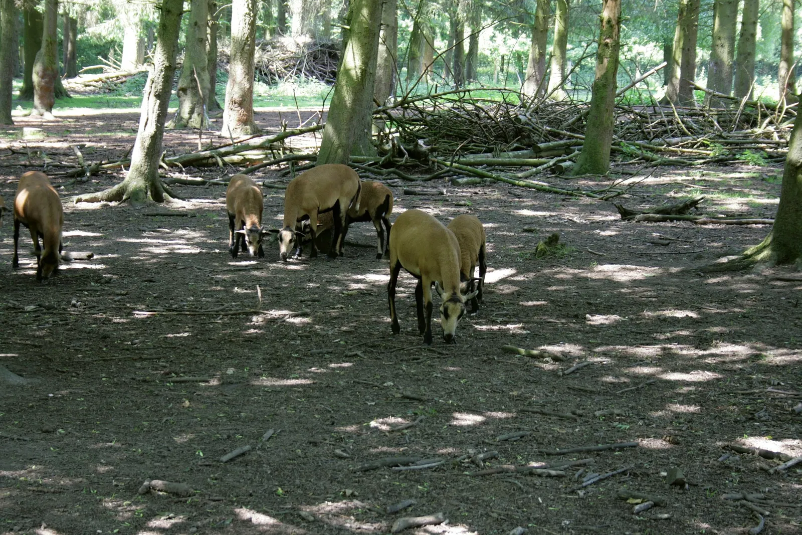Biotopwildpark Anholter Schweiz
