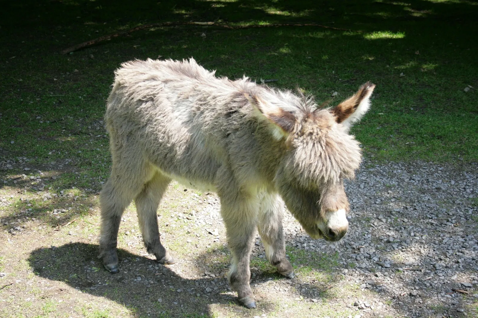 Biotopwildpark Anholter Schweiz