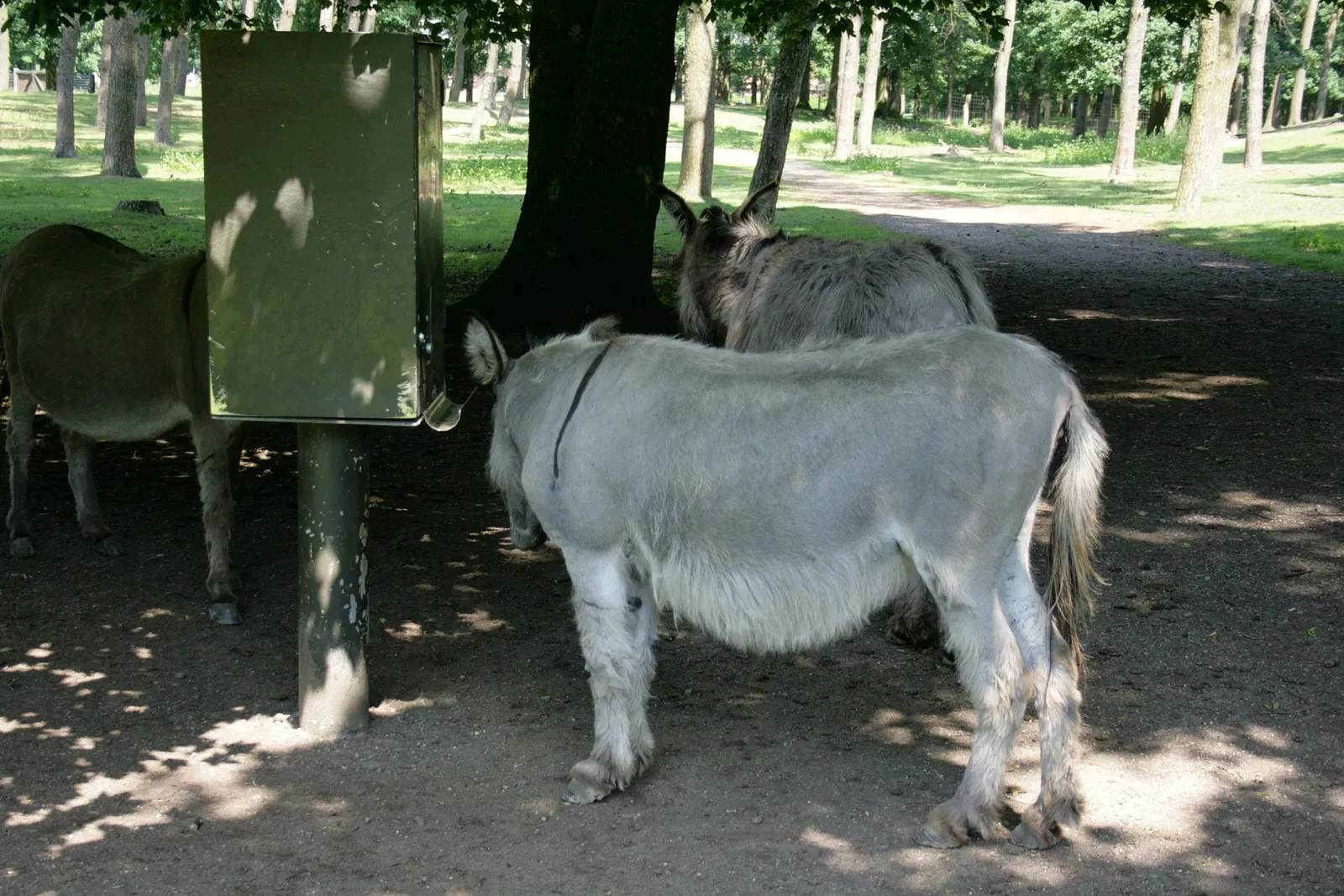 Biotopwildpark Anholter Schweiz