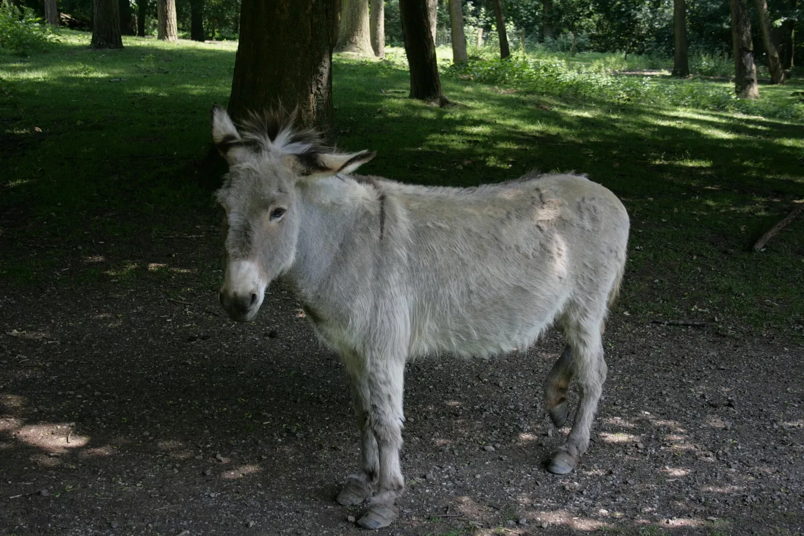 Biotopwildpark Anholter Schweiz