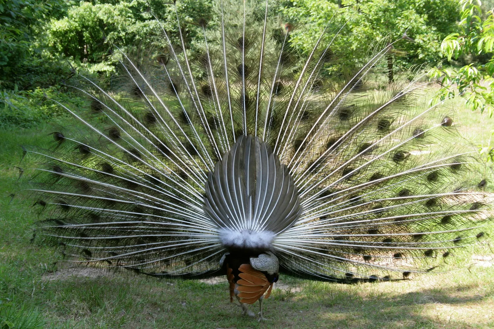 Biotopwildpark Anholter Schweiz