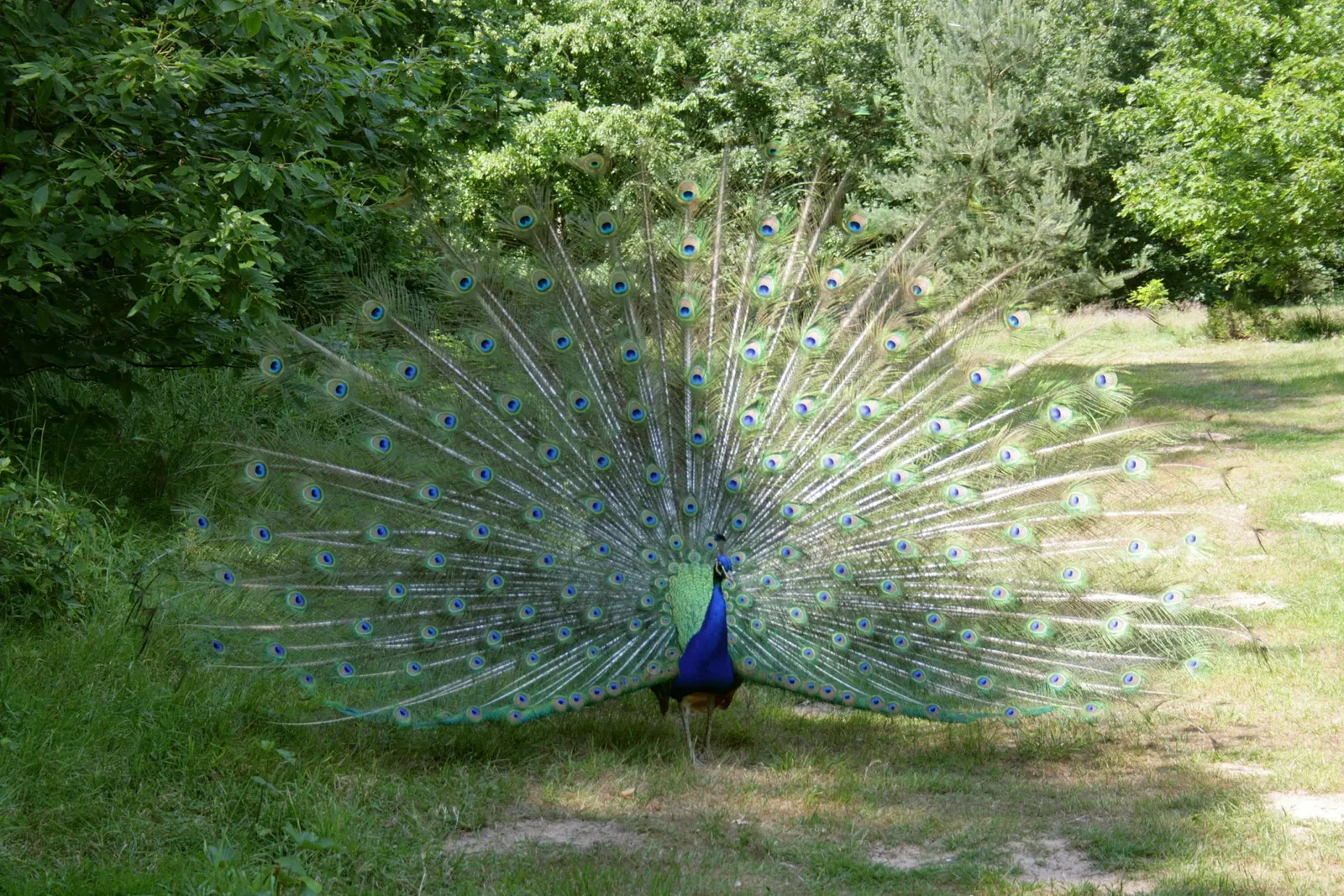 Biotopwildpark Anholter Schweiz