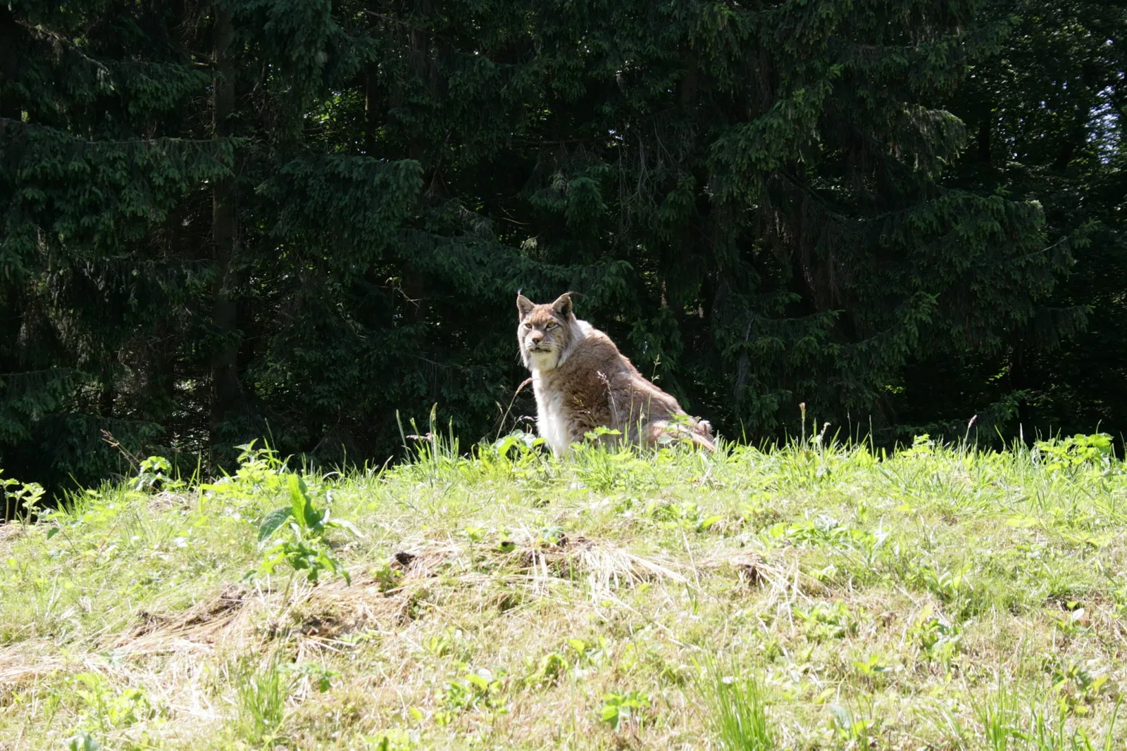 Biotopwildpark Anholter Schweiz
