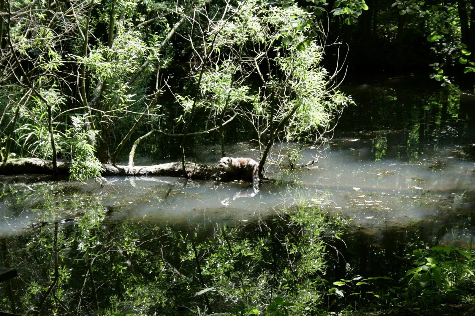 Biotopwildpark Anholter Schweiz