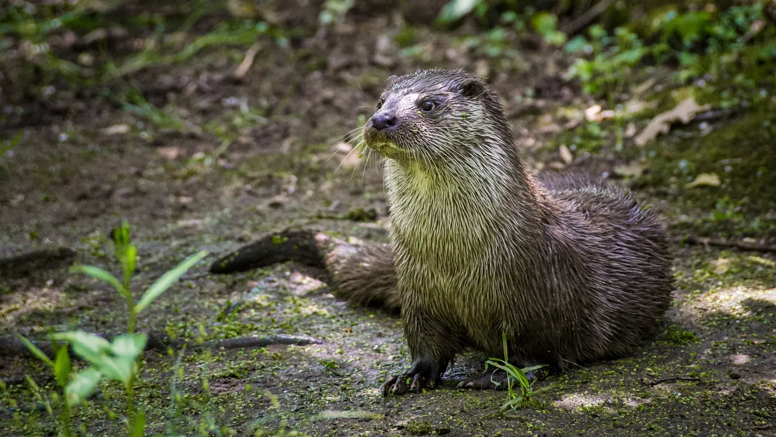 Biotopwildpark Anholter Schweiz