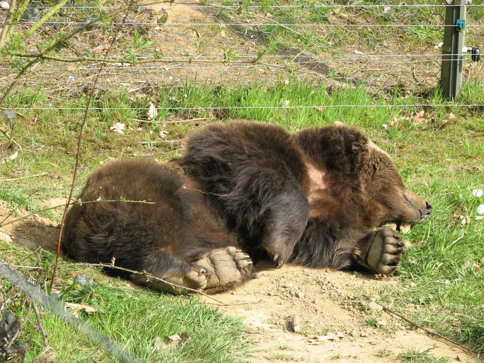 Biotopwildpark Anholter Schweiz