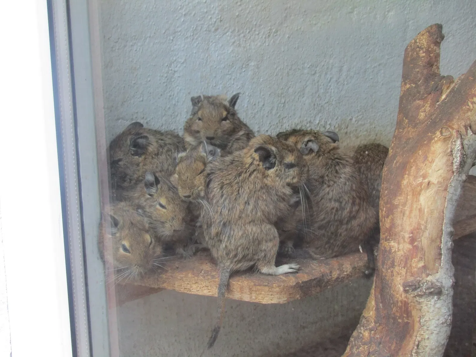 Tierpark Weißwasser
